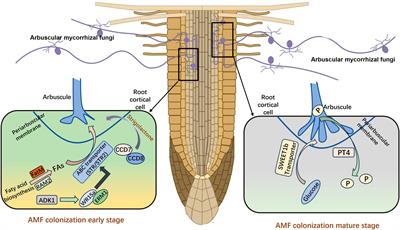 The role of arbuscular mycorrhizal symbiosis in plant abiotic stress